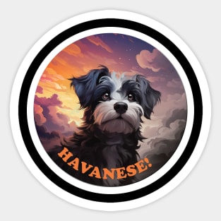 Havanese Sticker